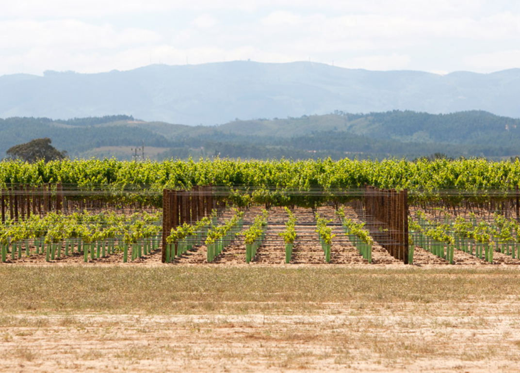 17 Vicentino 1 - Portugal Alentejo Wine Tour 2025