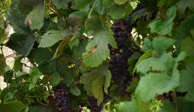 14 day 3 Klet Brda 5 - Italy Friuli Venezia Giulia
