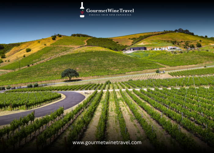 Exploring Greece Wine A Taste of Ancient Vineyards and Modern Flavors