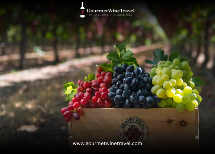 California Grape Varieties